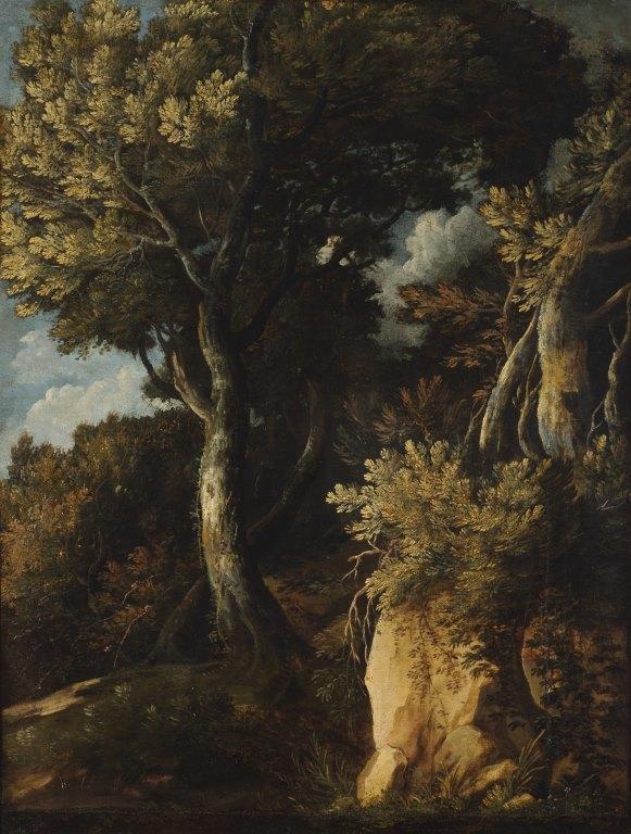 Trees and Rocks