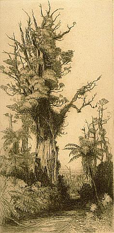 An Old Giant of the Bush (Rata)