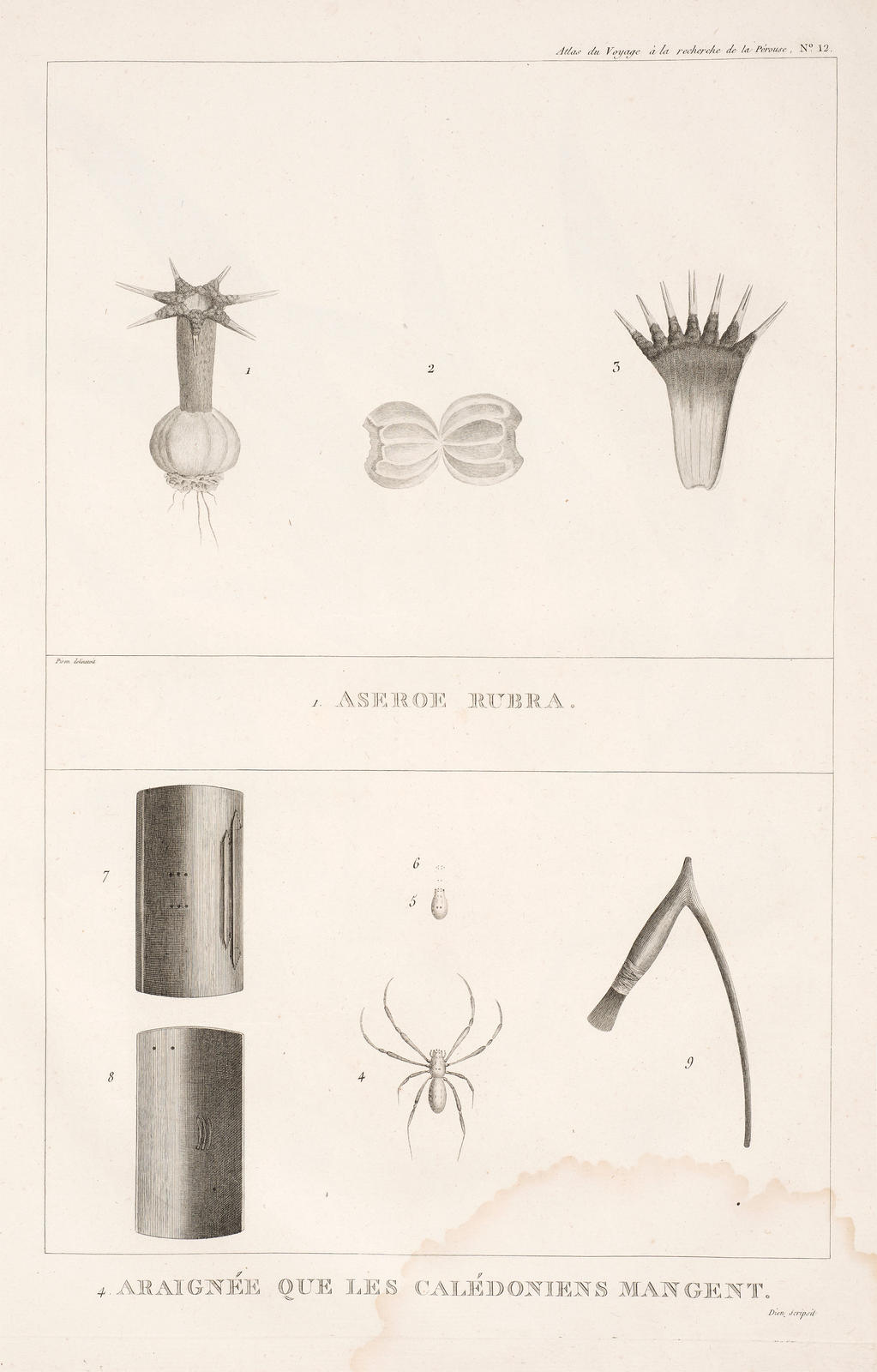 1 Aseroe Rubra 4 Araignee que les Caledoniens mangent