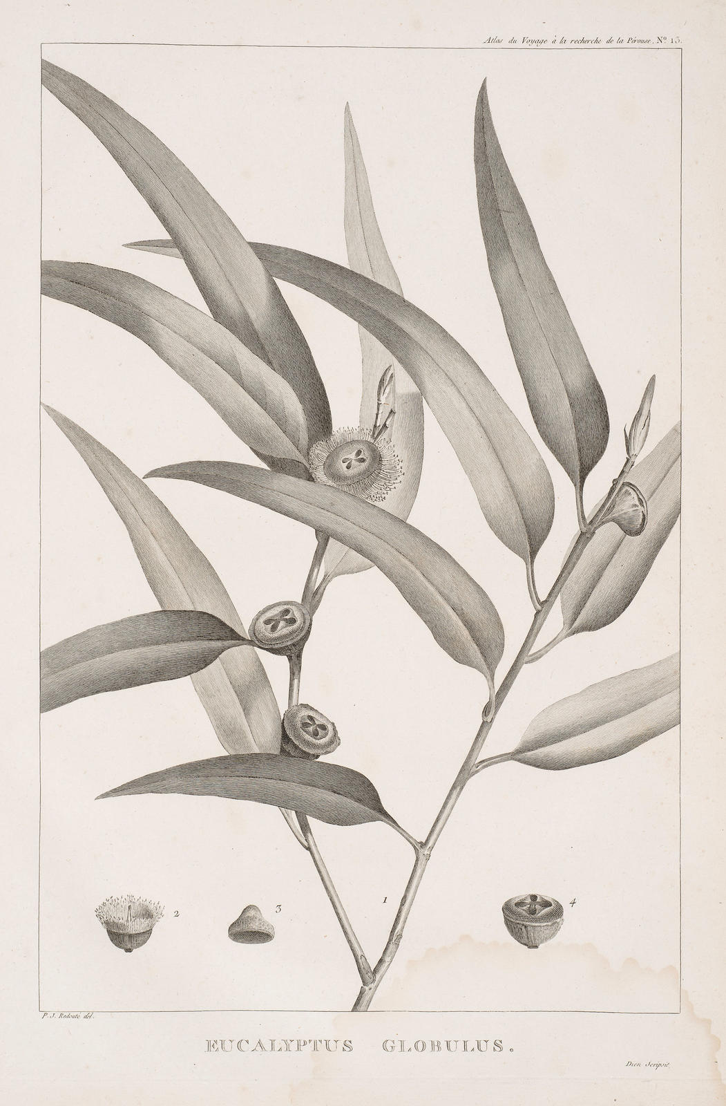 Eucalyptus Globulus
