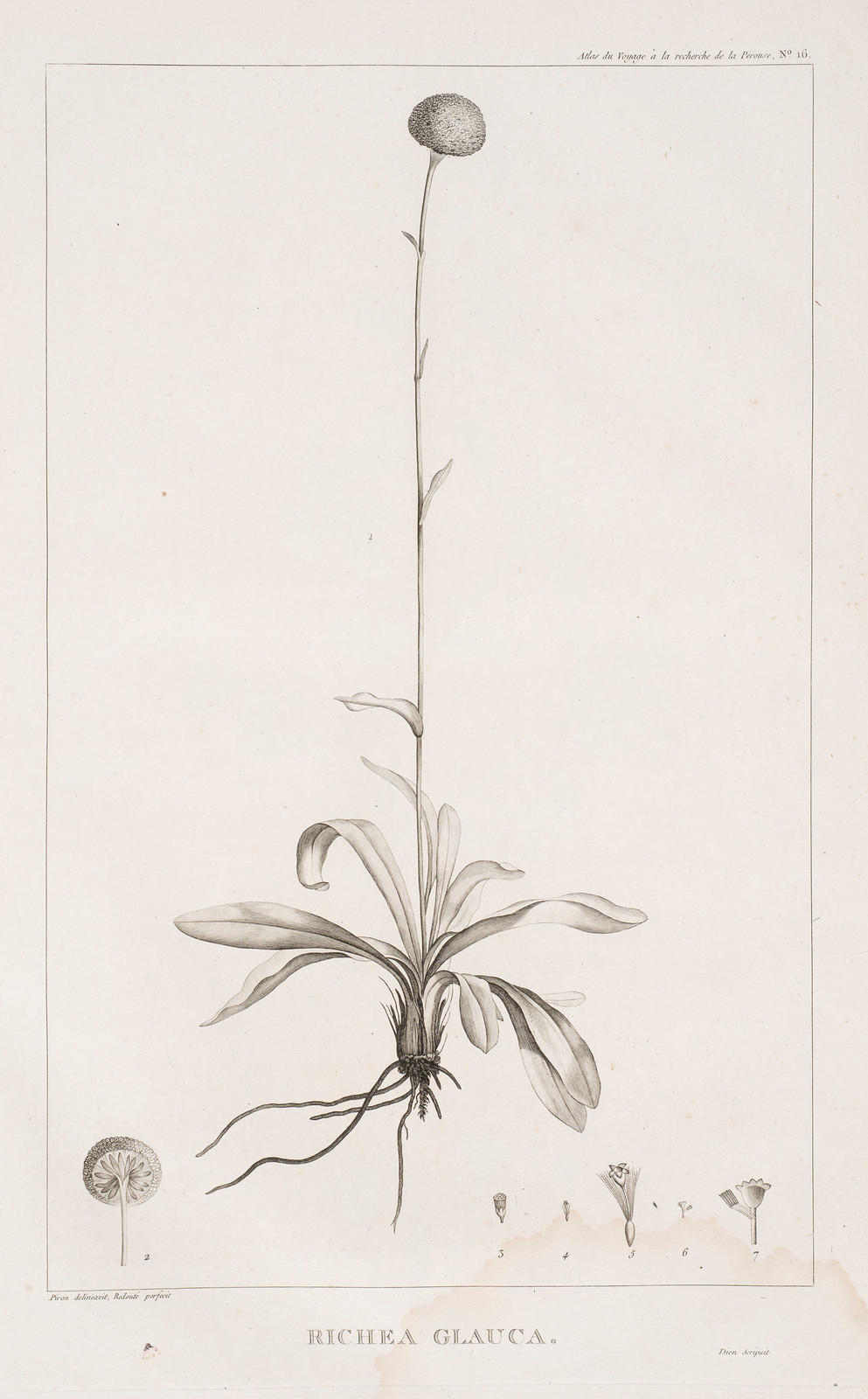Richea Glauca