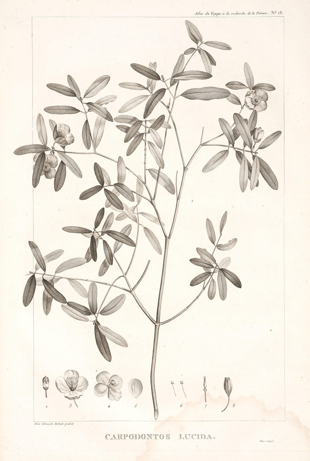 Carpodontos Lucida