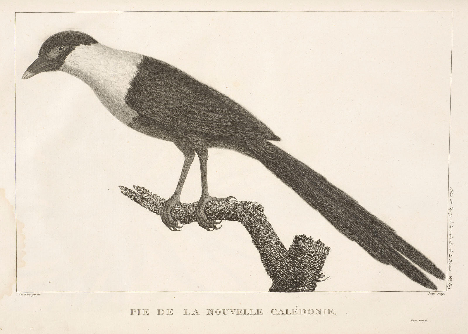 Pie de la Nouvelle Caledonie