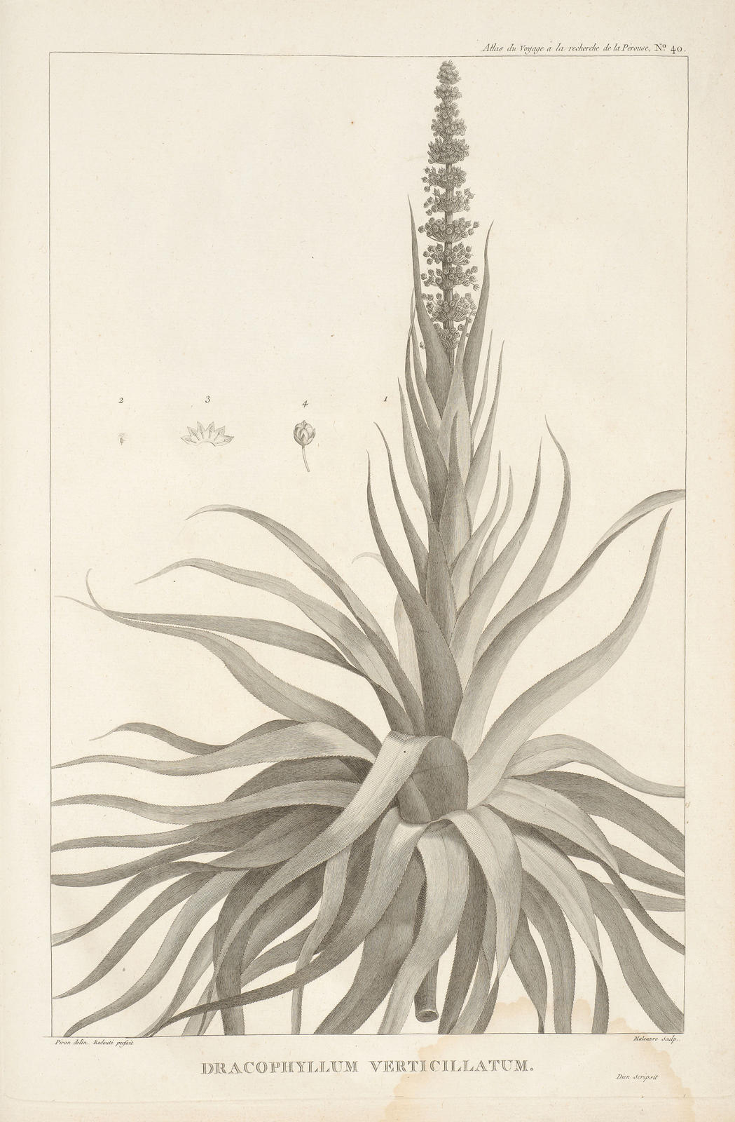 Dracophyllum Verticillatum