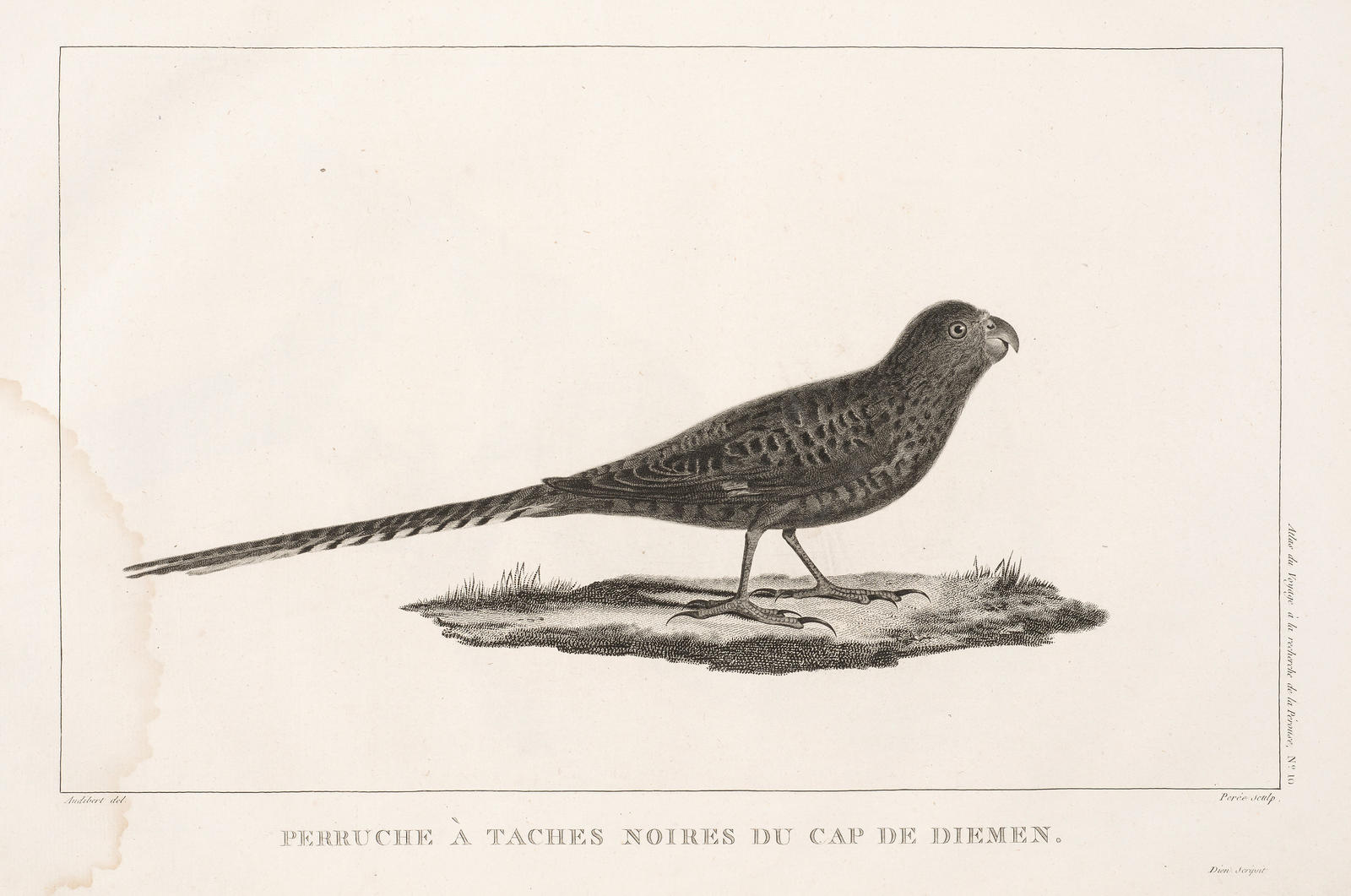 Perruche a taches noires du Cap de Diemen