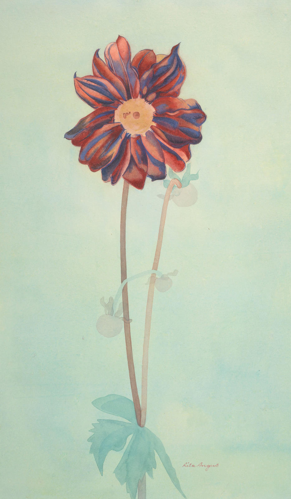 Dahlia