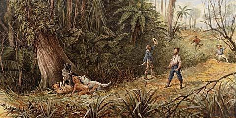 A New Zealand Pig Hunt: An Old Boar Bailed Up