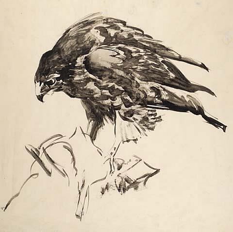 Hawk