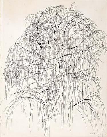 Willow Tree