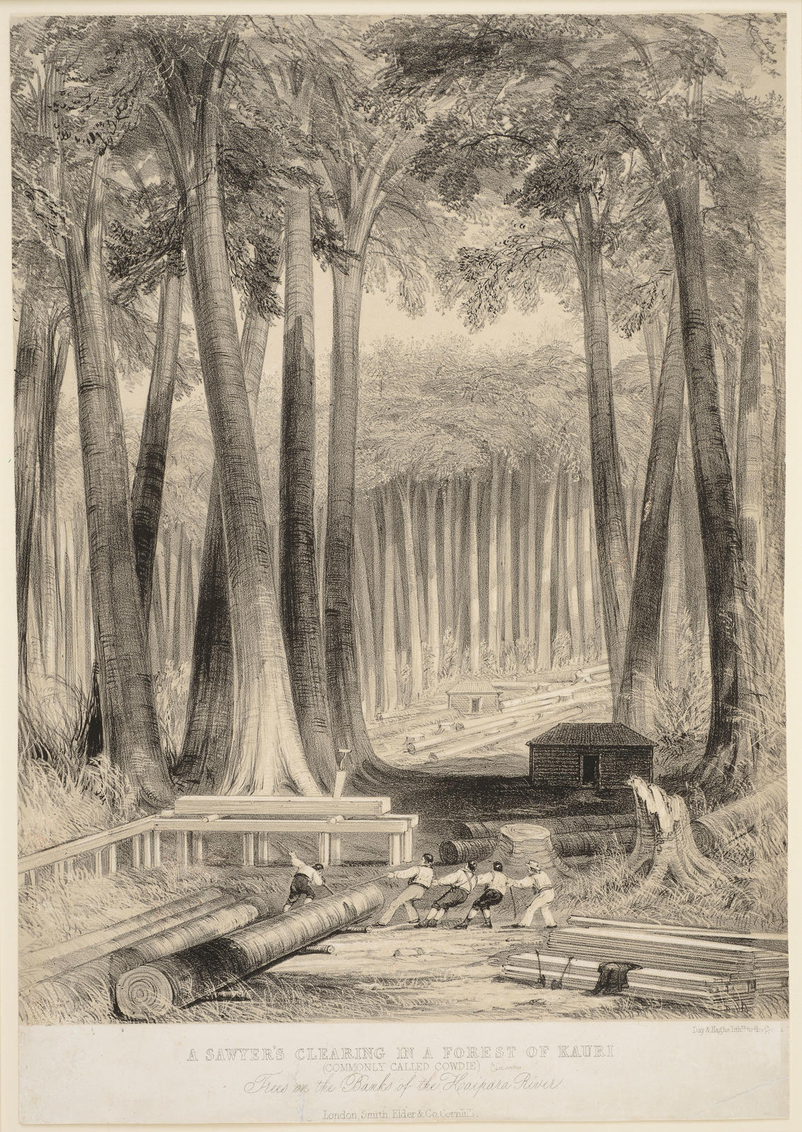A Sawyer's clearing in a forest of Kauri