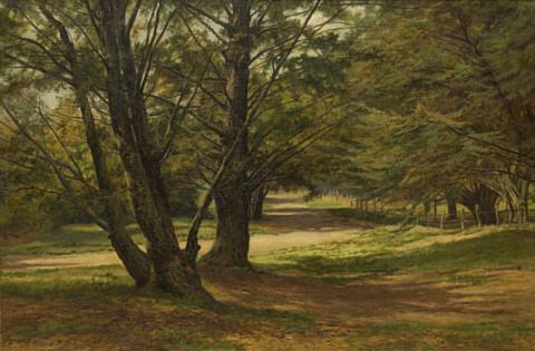 Cornwall Park - Sunshine