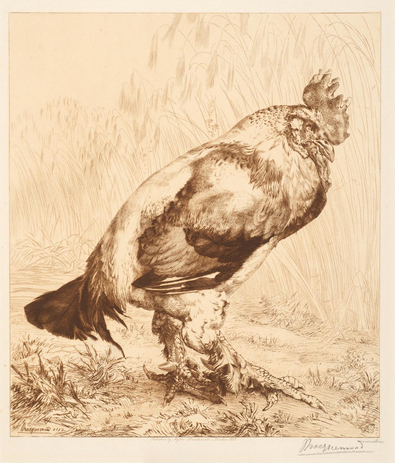 Le Vieux coq