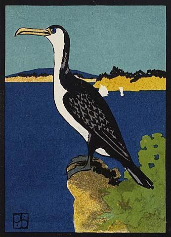Pied Shag