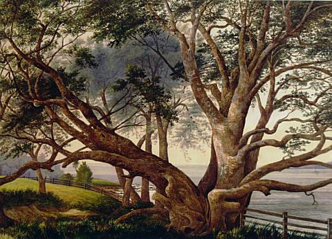 Pohutukawa, near the landing place below Lake Pupuke, Takapuna