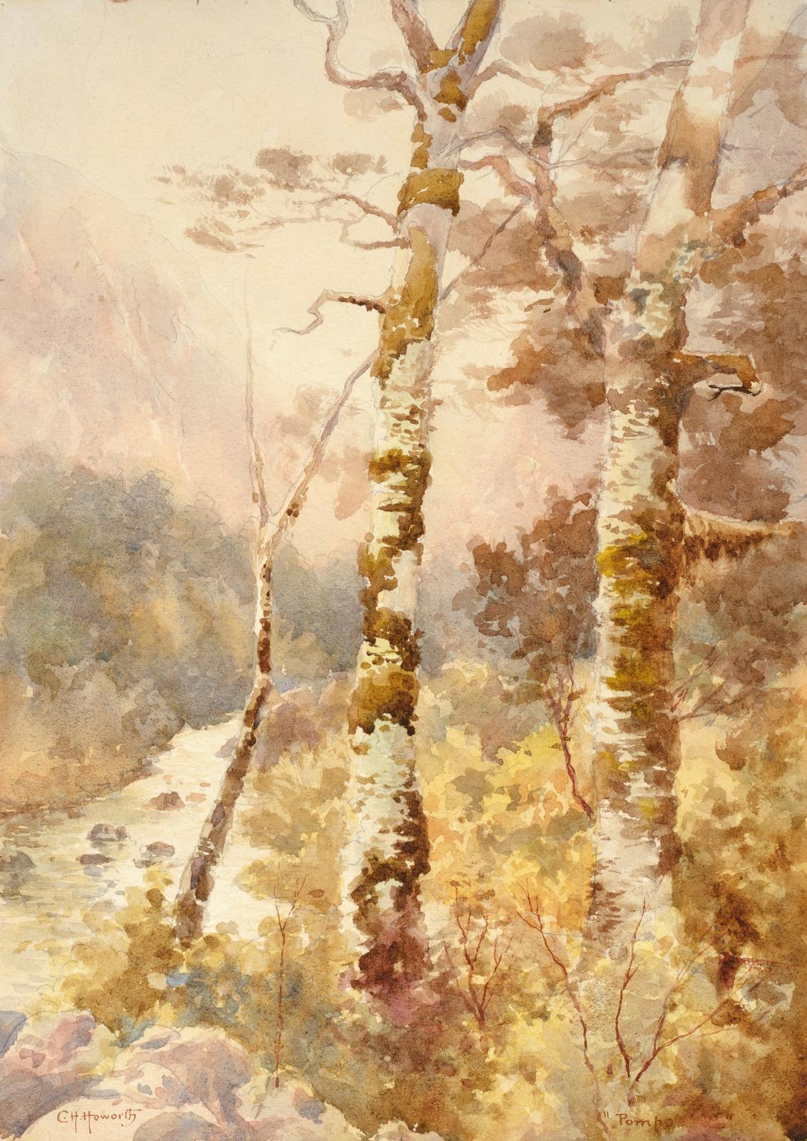 Beech Trees, Southern Alps