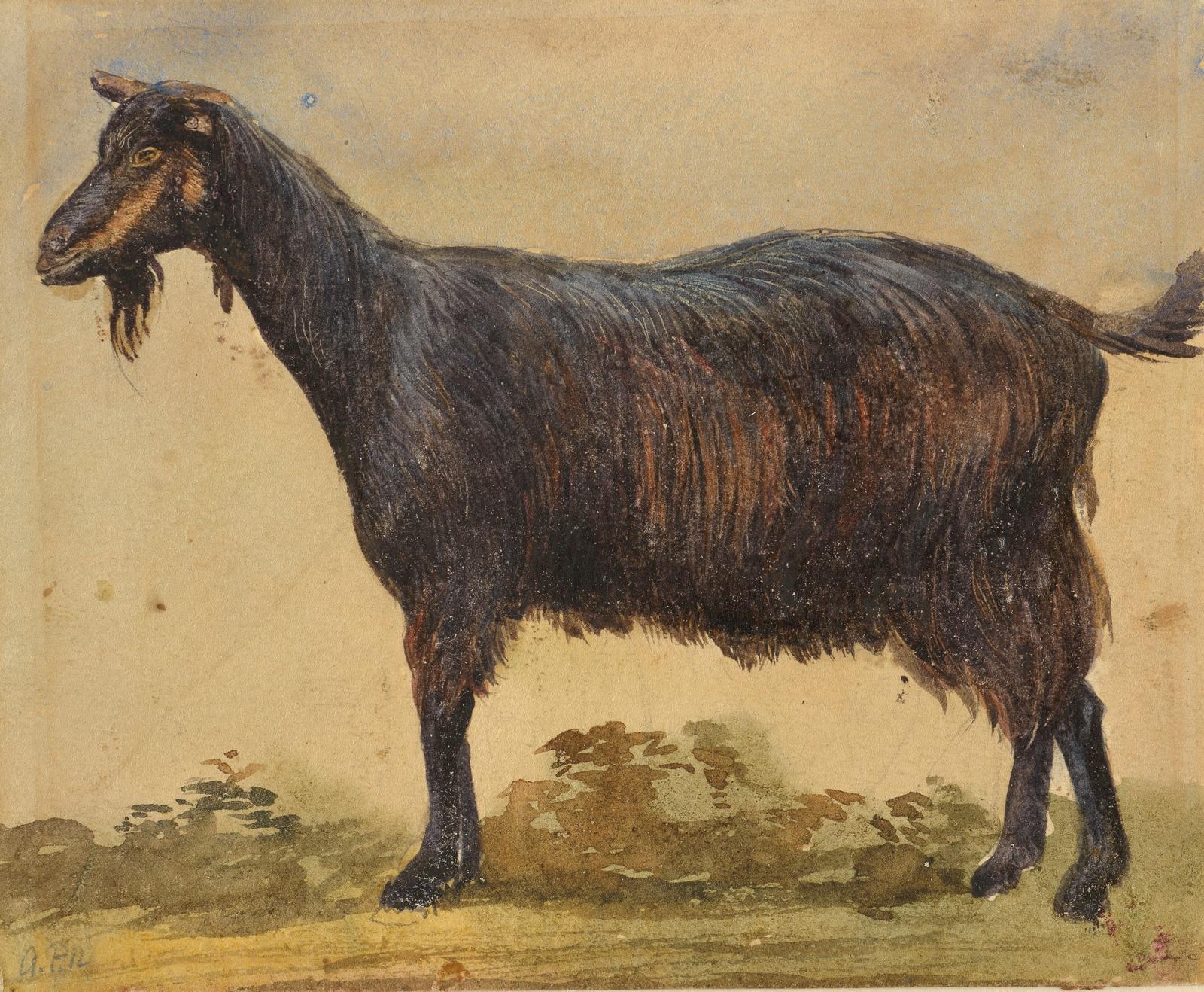 Study of a goat