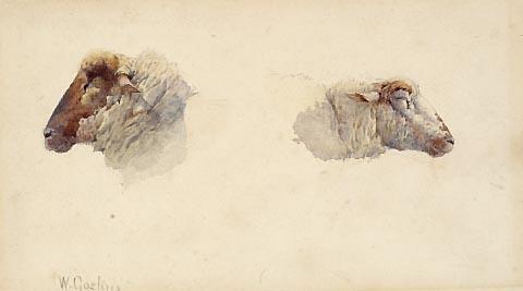 Studies of two heads of sheep