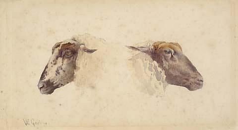 Studies of two heads of sheep