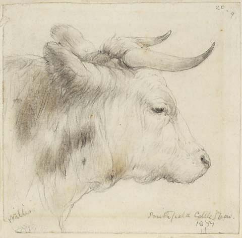 Cow's Head
