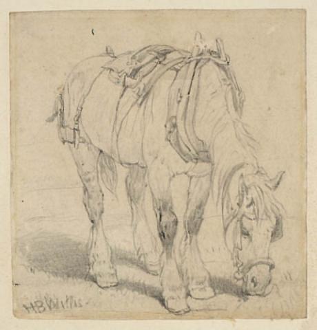 Horse
