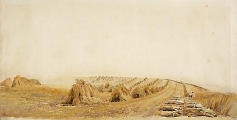 Cornfield