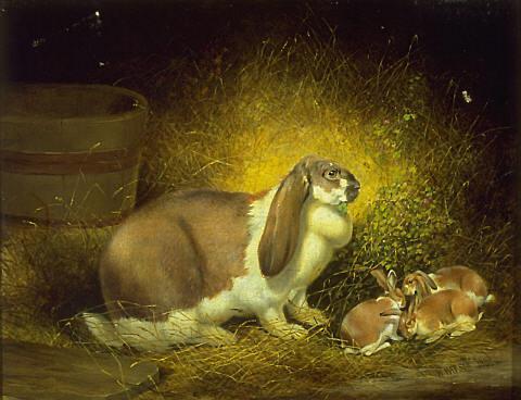 Rabbit and Young