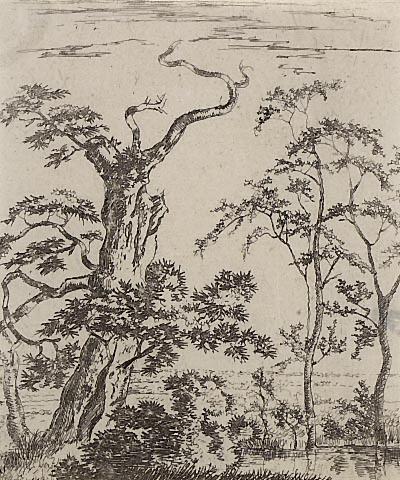 Landscape : Old Tree