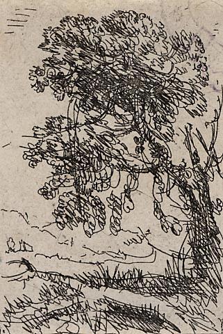Landscape : A Tree