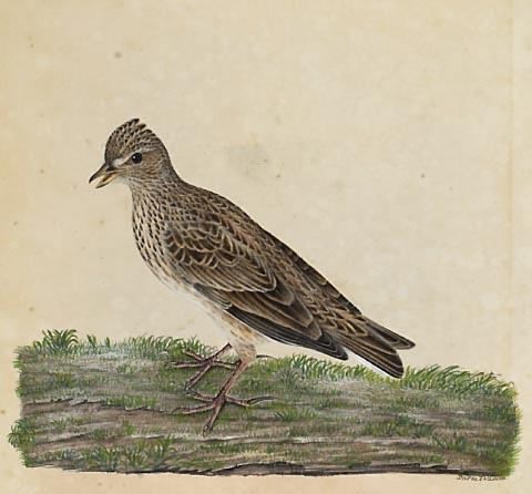 Male Skylark