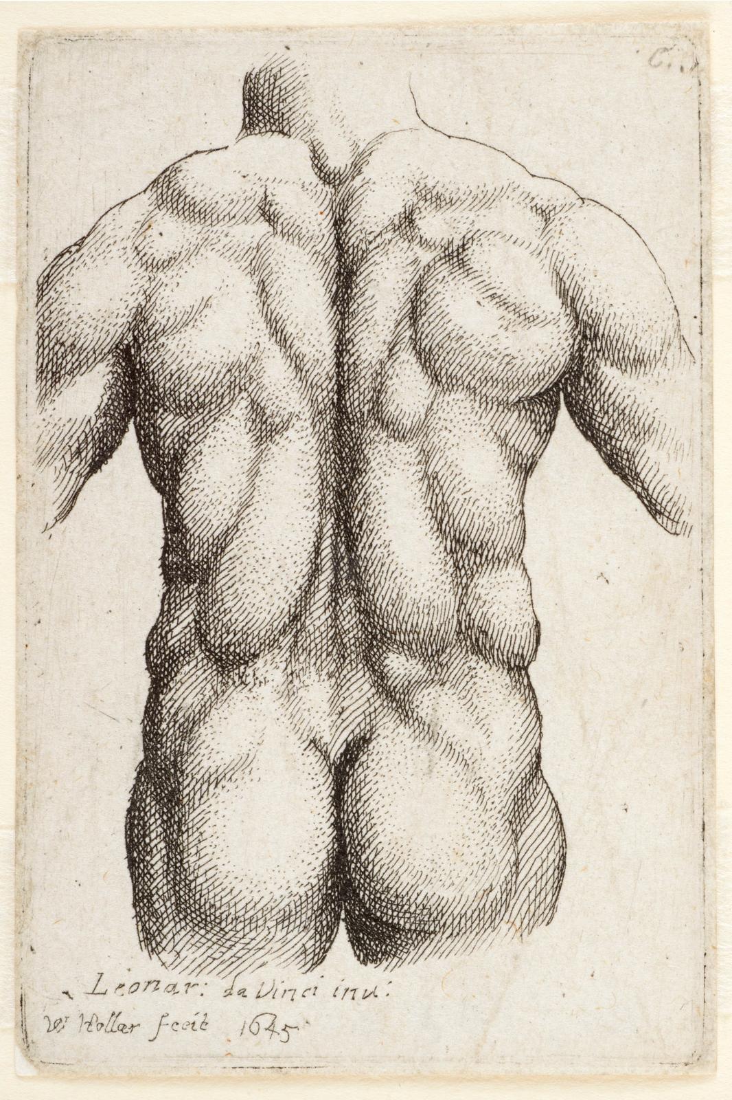 Anatomy
