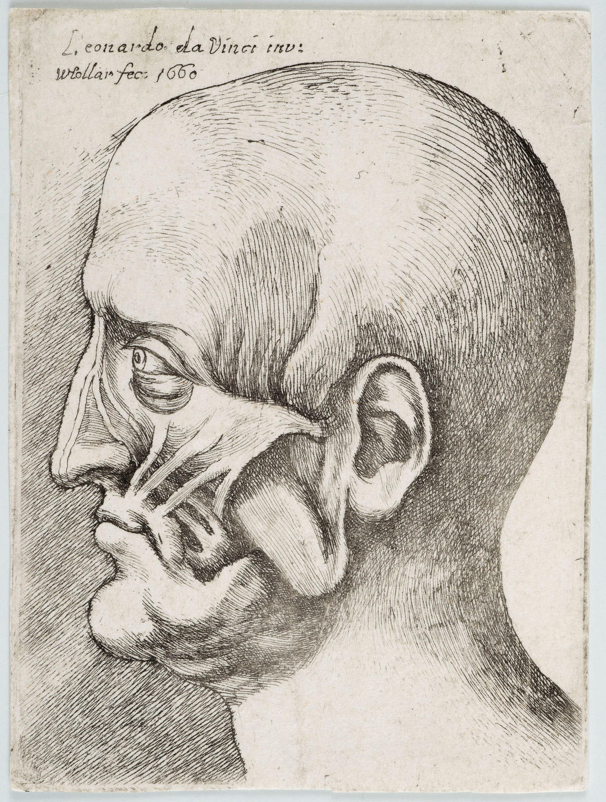 Anatomy