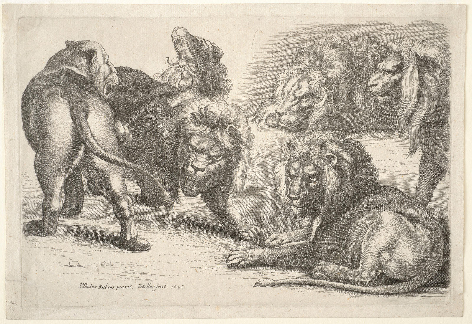 Five Lions and a Lioness