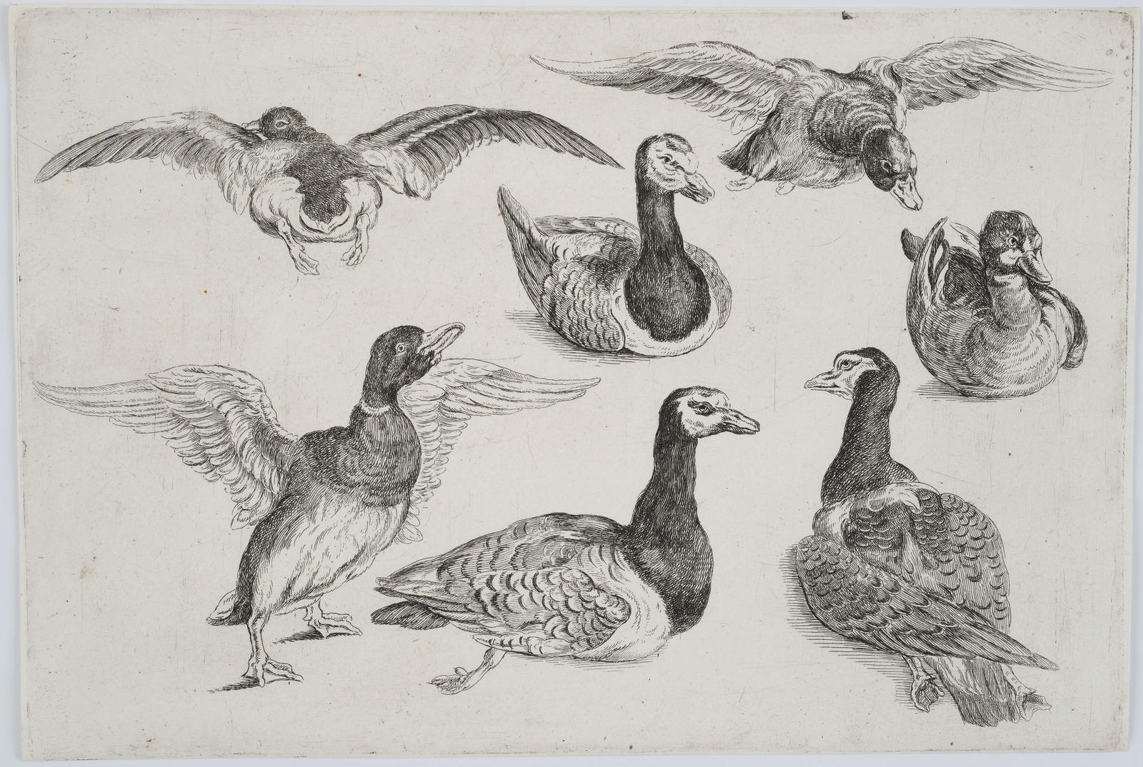 Seven Ducks