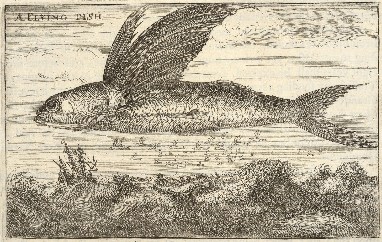 Flying Fish
