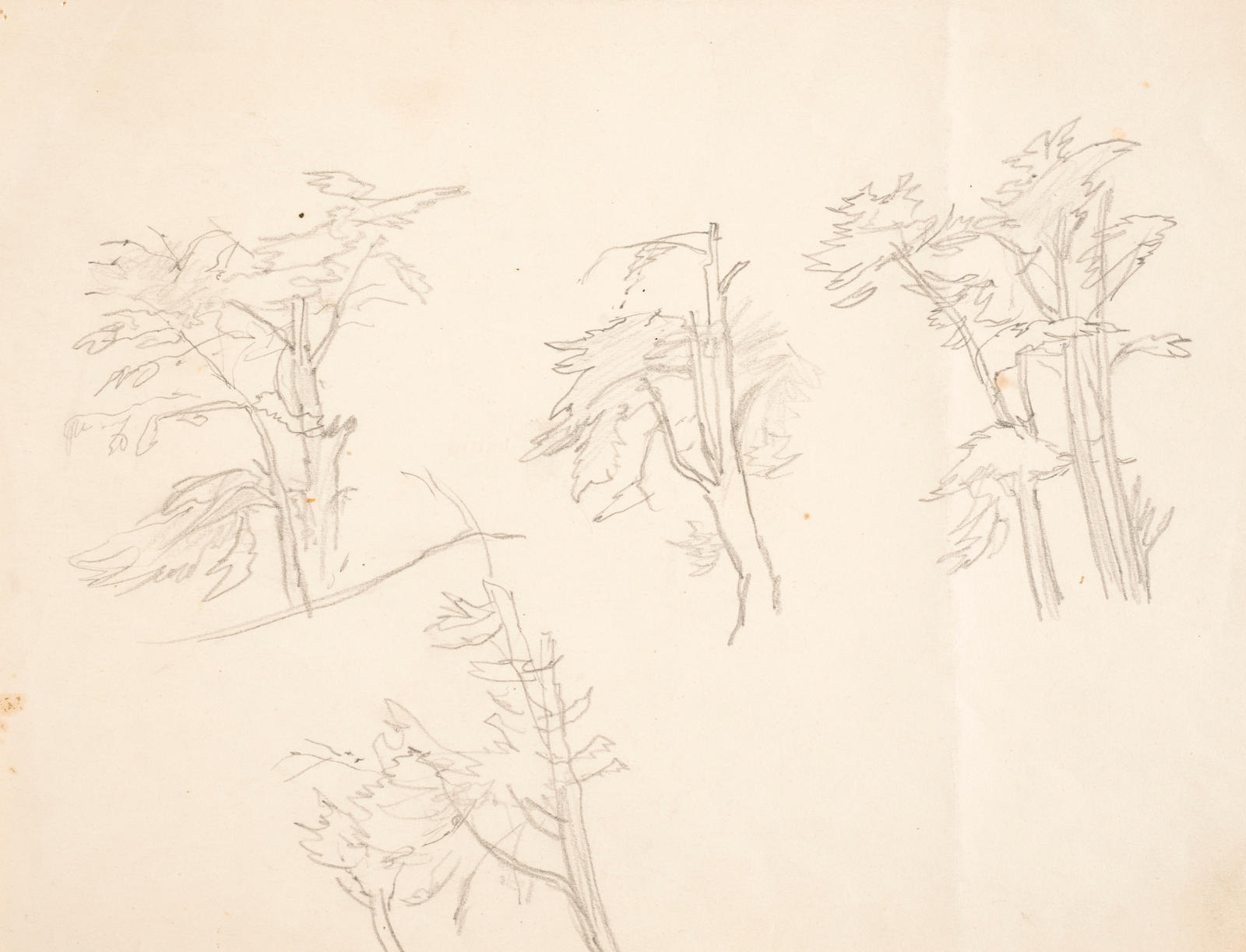 Sketches of Trees for "Nor'wester in the Cemetery"