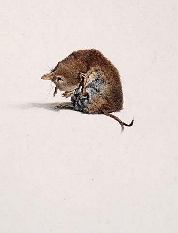 The Common Shrew (Life size)