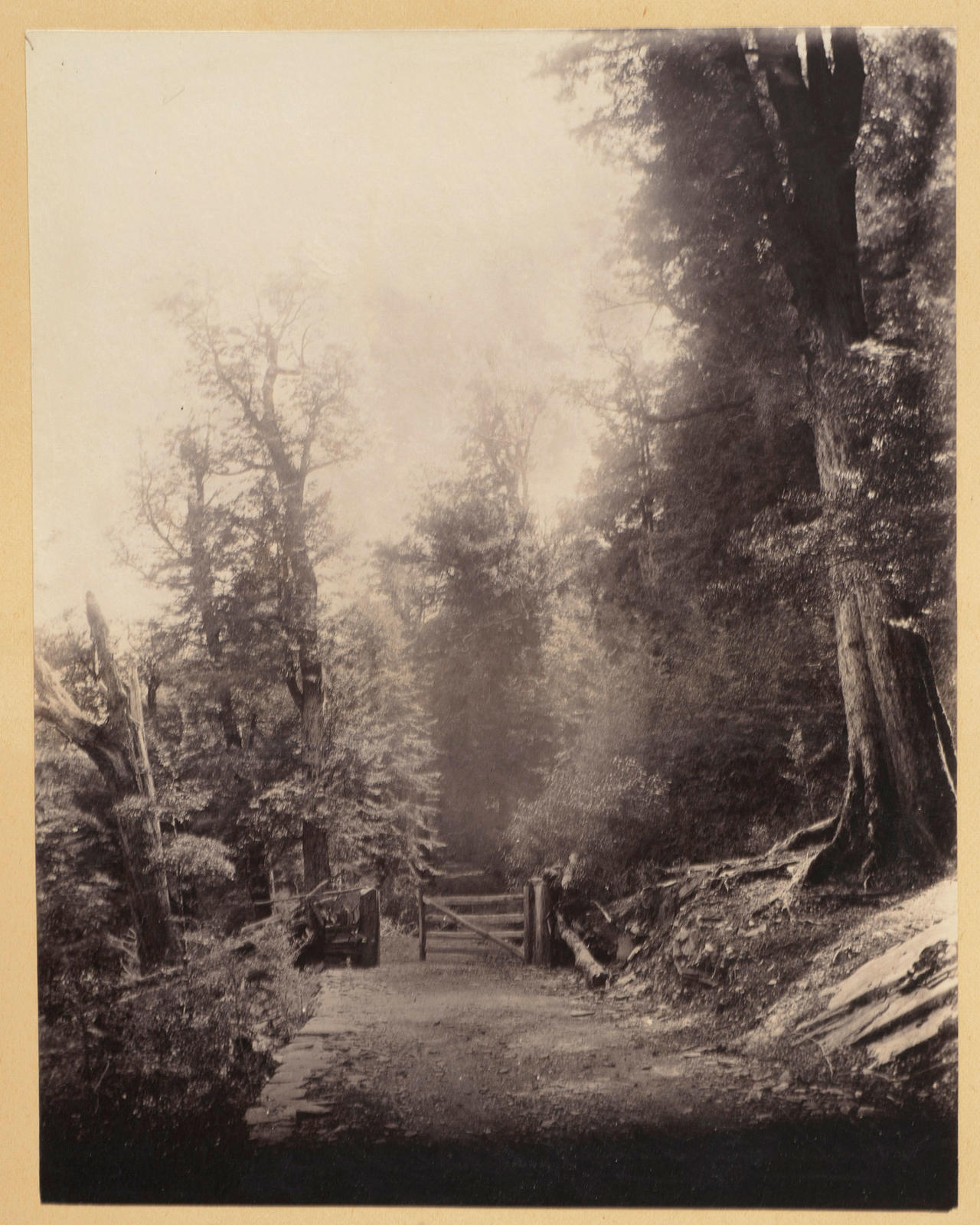 Road through the bush
