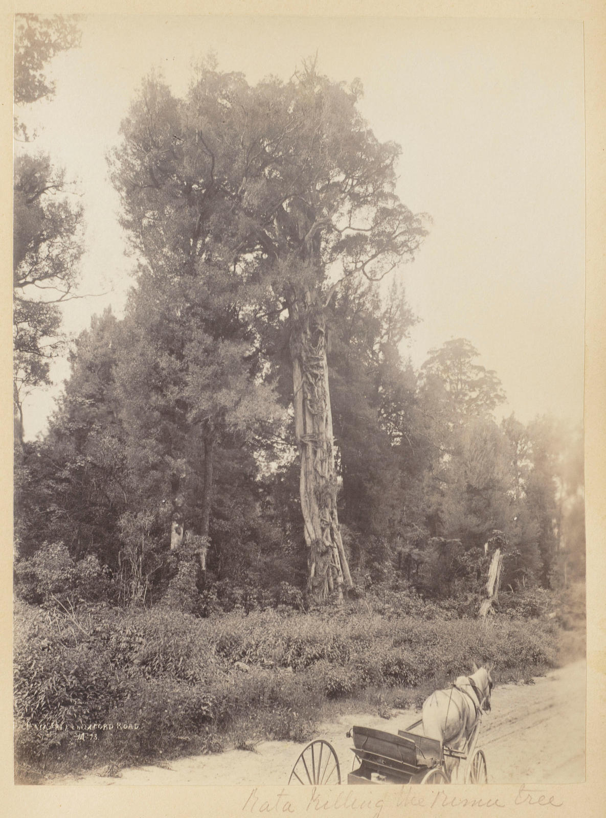 Rata tree on Oxford Road