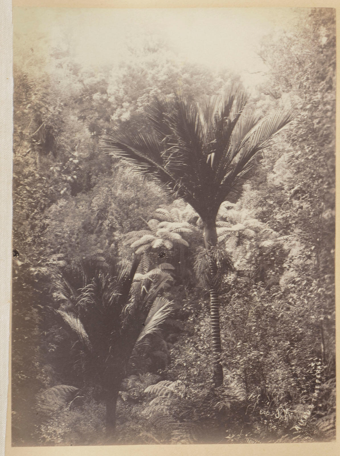 Nikau and tree ferns