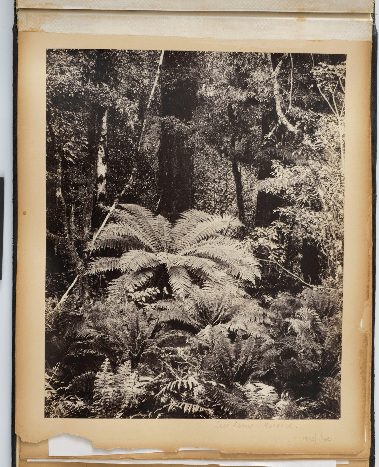 Fern stand, Okoroire, Rotorua Road