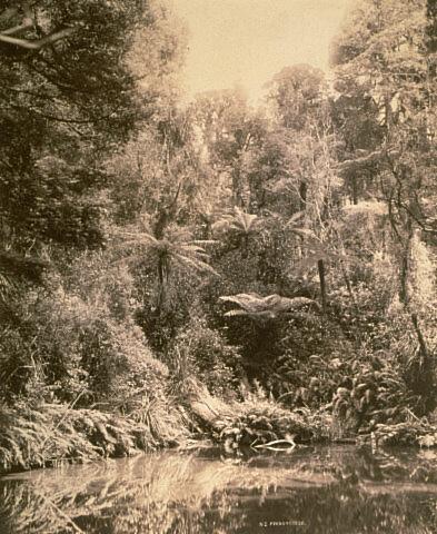 New Zealand ferns and creek