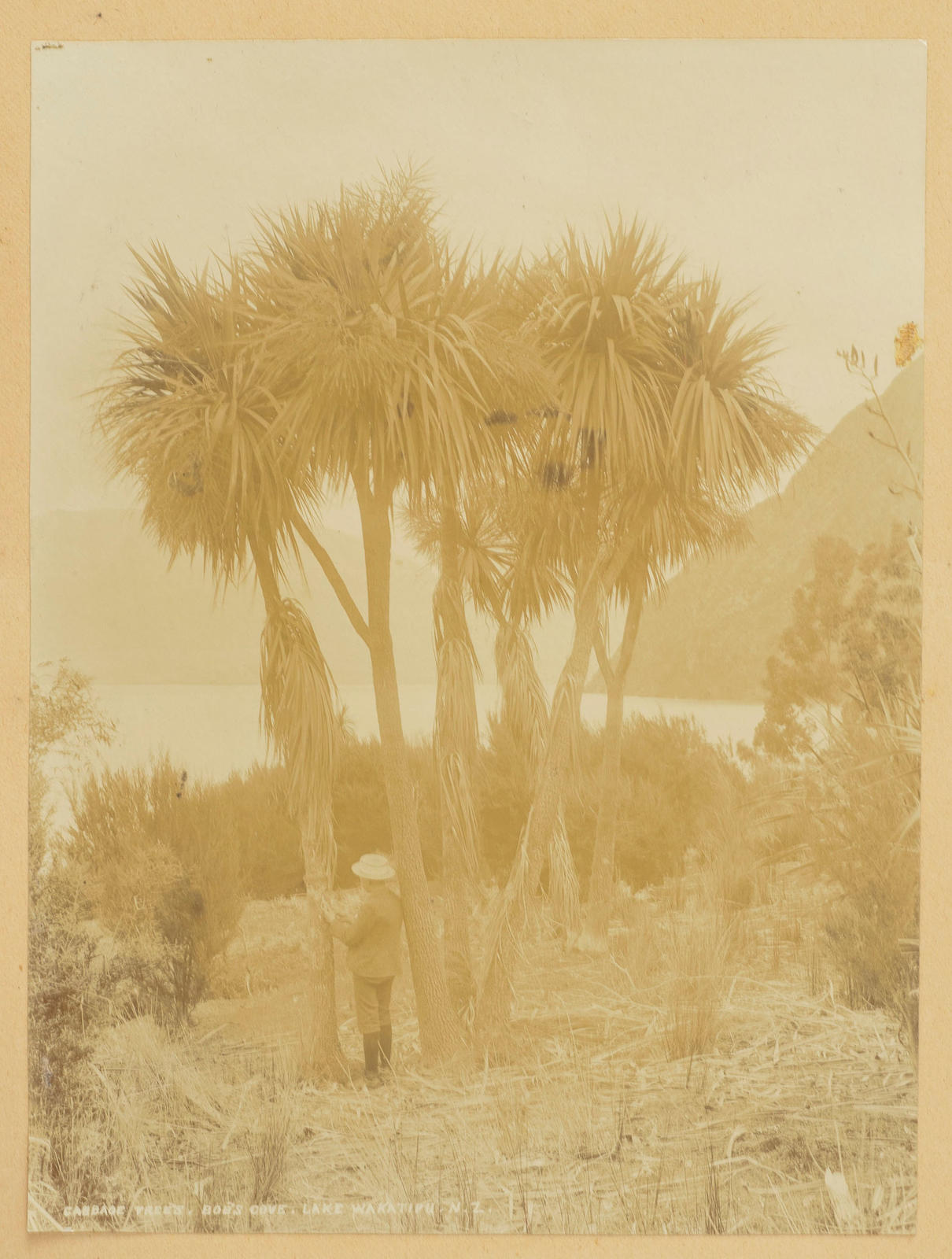 Cabbage trees Bob's Cove, Lake Wakatipu