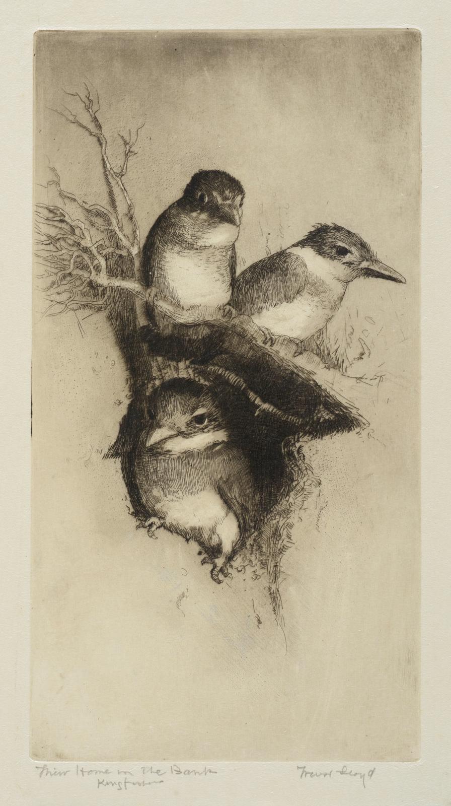 Their Home in the Bank, Kingfishers