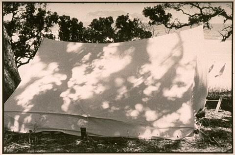 Tent / Great Barrier Island