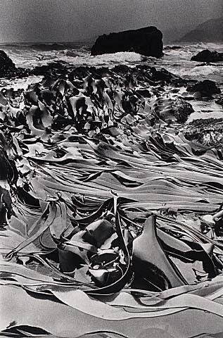 Kelp, Oaro, Kaikoura