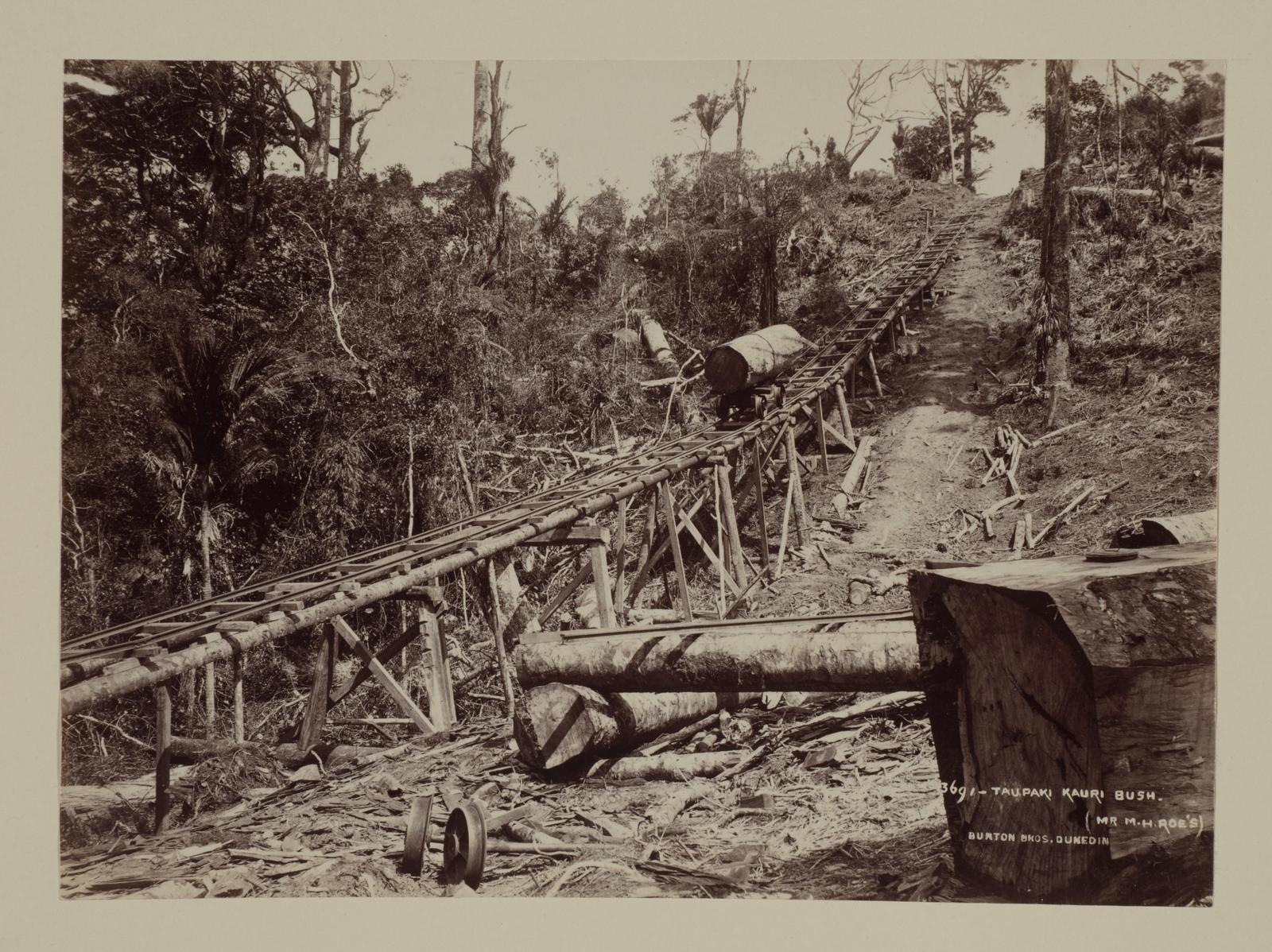 Taupaki kauri bush (Mr M.H. Roe's)