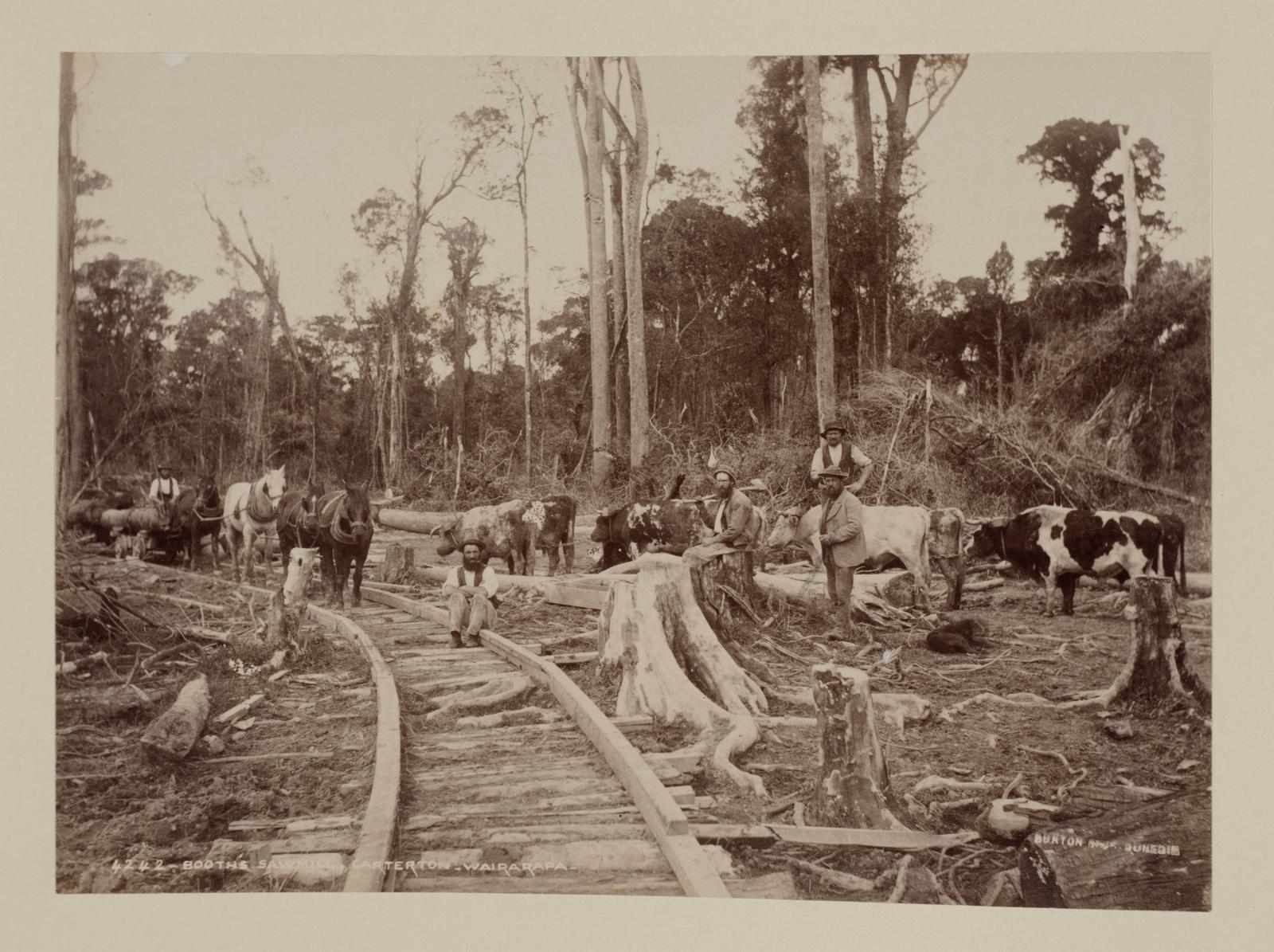 Booth's sawmill, Carterton, Wairarapa