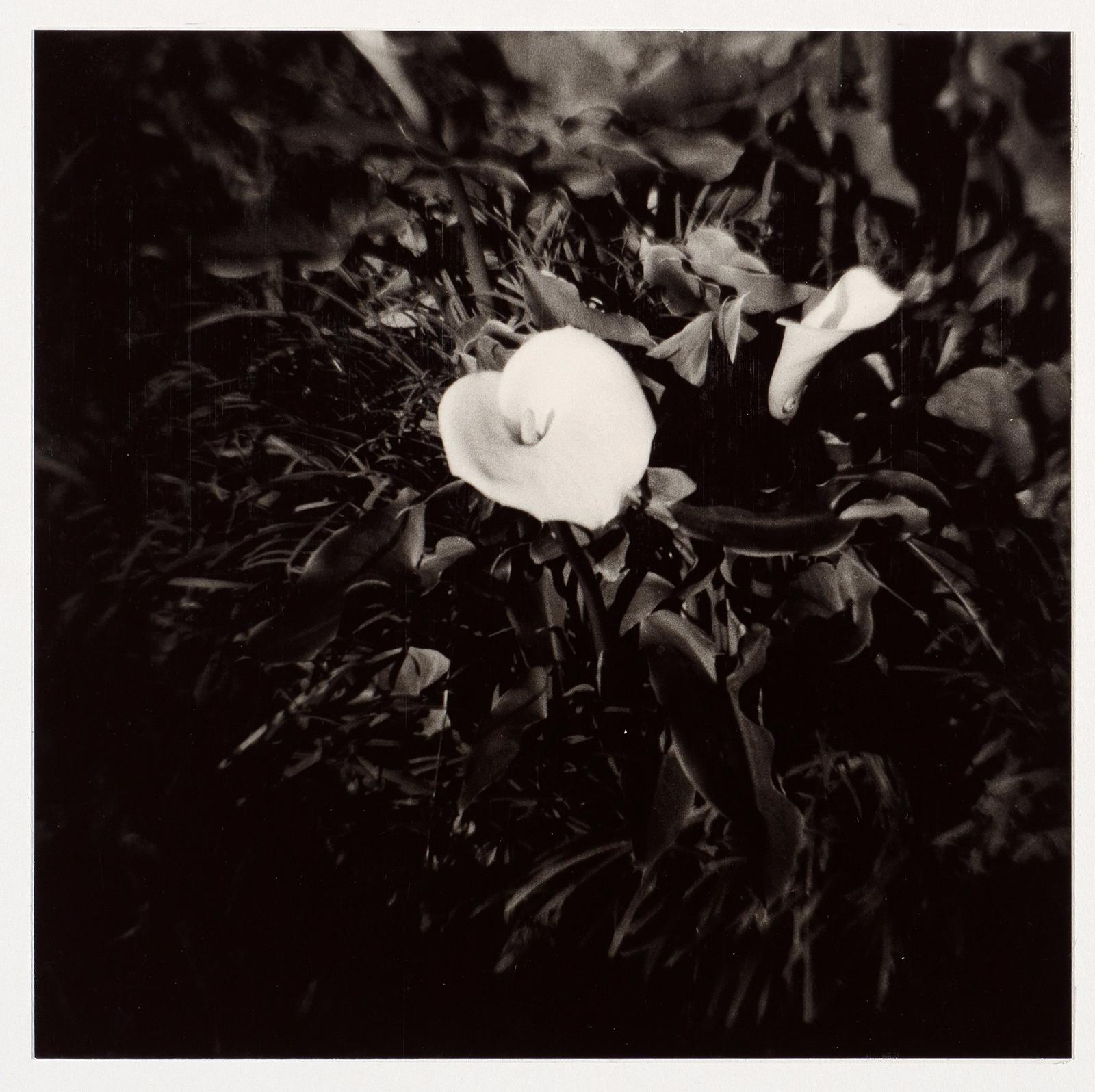 Lilies