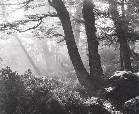 Mountain Beech Forest, Nelson