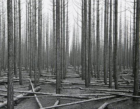 Burnt pine forest, Canterbury